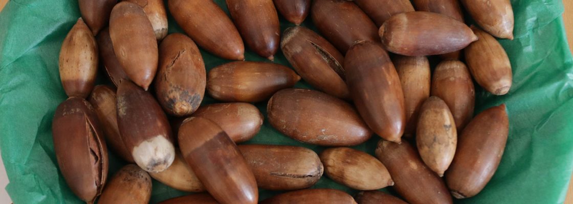 Semana da Bolota
