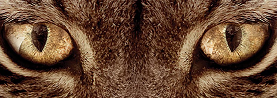 ‘Montado, o Bosque do Lince Ibérico’ de Joaquín Gutiérrez Acha