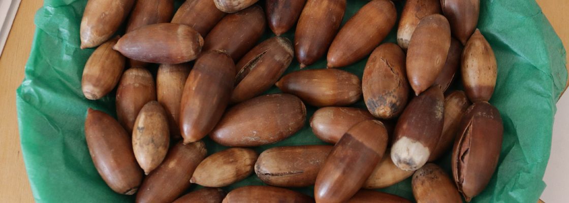Comemorações – Dia Mundial da Bolota