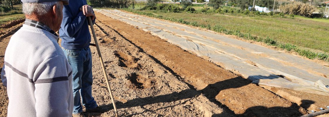 Dia campo viveiros Cebola Roxa (119)