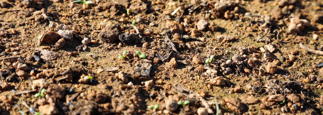 Dia campo viveiros Cebola Roxa (27)