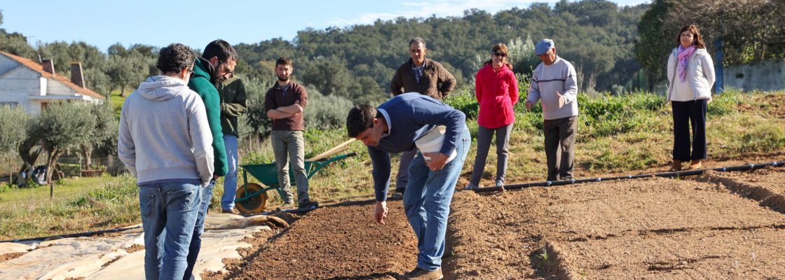 Dia campo viveiros Cebola Roxa (37)