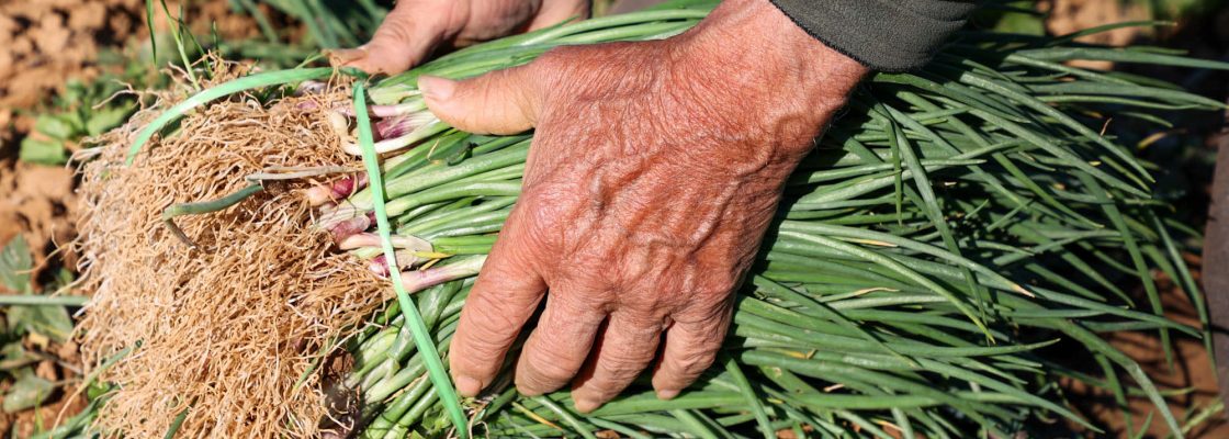Município de Montemor-o-Novo inicia campanha 2023 da Cebola Roxa