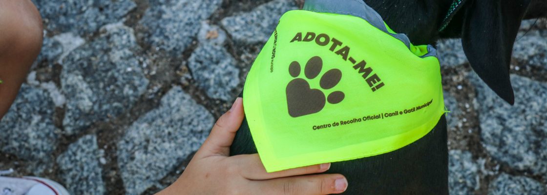 Cãominhada da Carlista foi um passeio feito de alegria