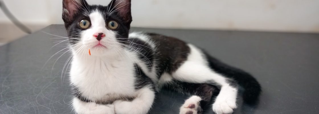 Para adoção no CROAC: gata Ritinha