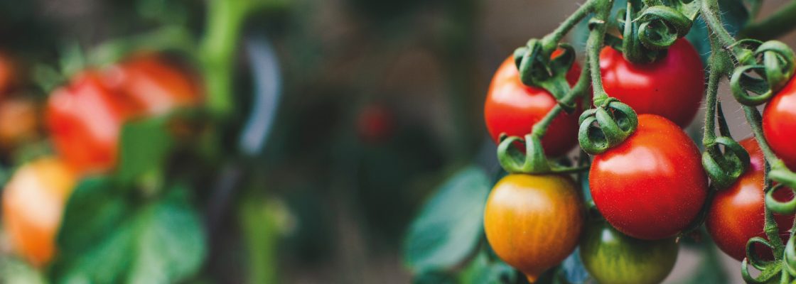 Oficina Gastronómica – O Tomate