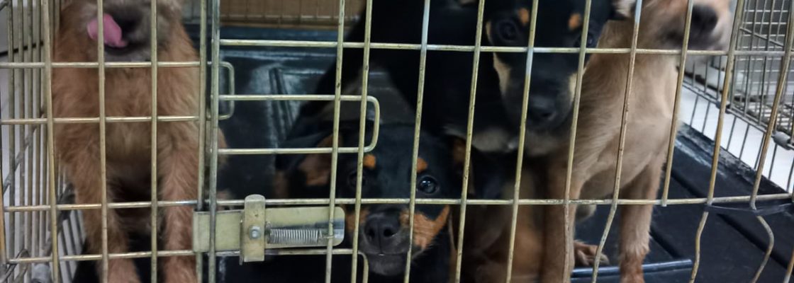 Para adoção no CROAC: ninhada de quatro cachorros