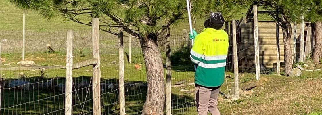 Município de Montemor-o-Novo efetua tratamento preventivo para a lagarta do pinheiro