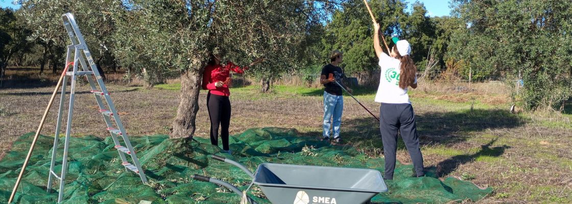 Sessão de apanha de azeitona no âmbito do Programa de Voluntariado Jovem Agroflorestal