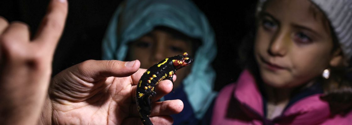 ‘Noite das Criaturas das Trevas’: um passeio-estudo de ecossistema na Herdade da Adua