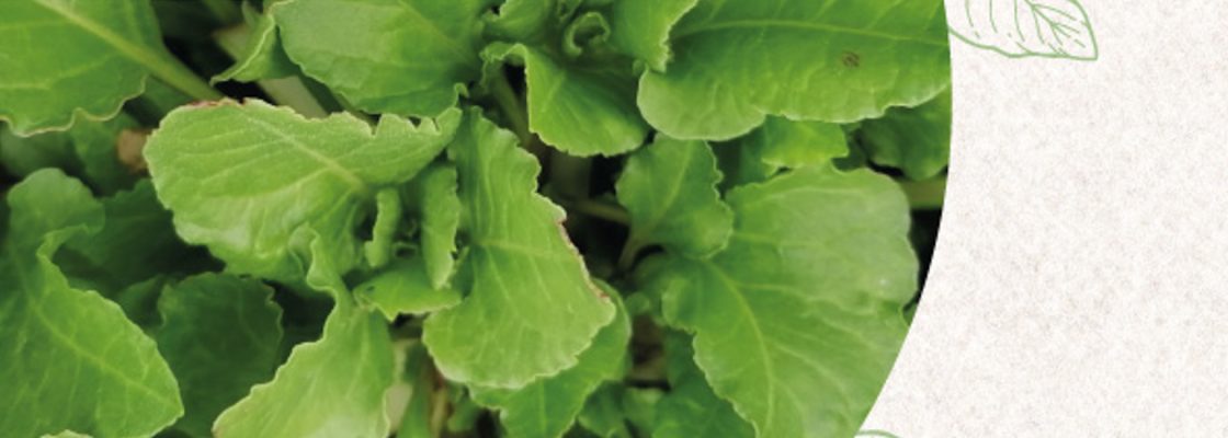 Plantas Silvestres Comestíveis – quantas conhece?