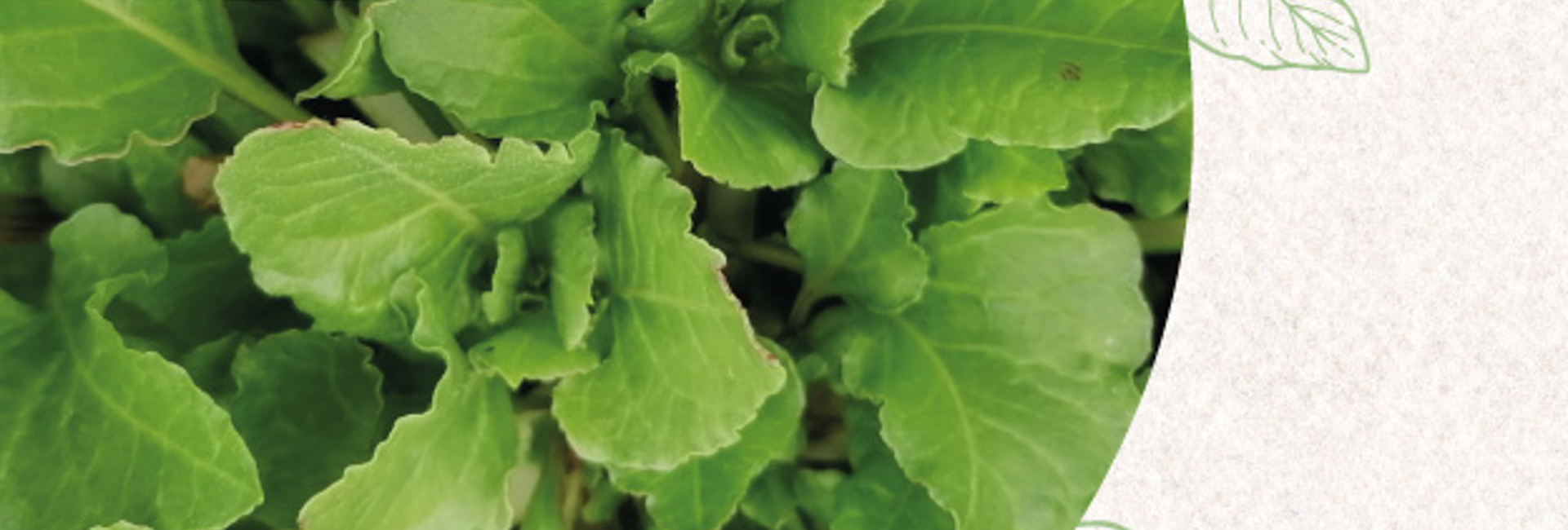 Plantas Silvestres Comestíveis – quantas conhece?