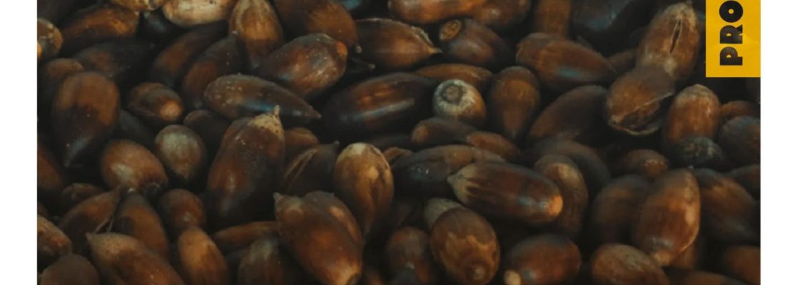 AO SABOR DAS ESTAÇÕES | NOVEMBRO É MÊS DA BOLOTA